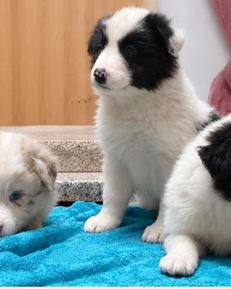 Cuccioli border collie