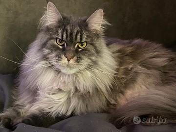 Maine coon