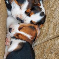 Cuccioli di beagle tricolore