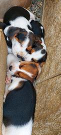 Cuccioli di beagle tricolore