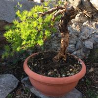 bonsai