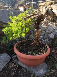 bonsai