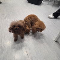 Tea cup per monta 3662854218