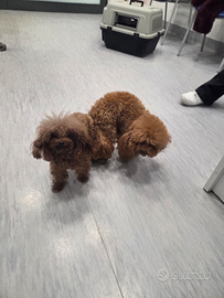 Tea cup per monta 3662854218