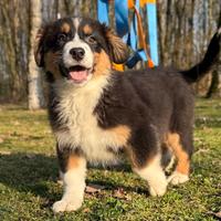 Cucciola Australian Shepherd / Pastore Australiano
