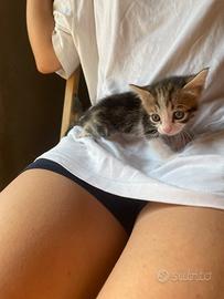 Gattina possibile pelo lungo