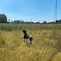 Pointer pronta caccia