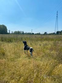 Pointer pronta caccia
