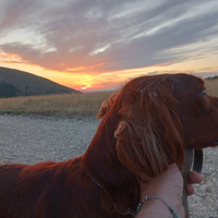 Setter irlandese maschio