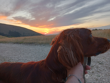 Setter irlandese maschio