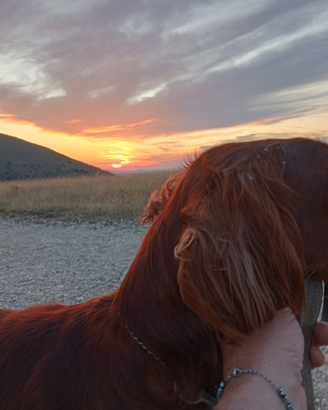 Setter irlandese maschio