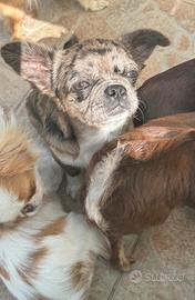Chihuahua merlè