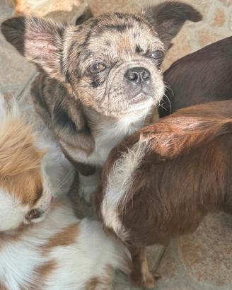 Chihuahua merlè