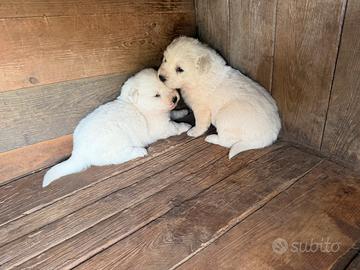 Cuccioli di Pastore Maremmano
