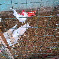 Galli e galline livornesi