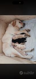 Labrador