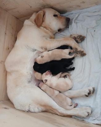 Labrador