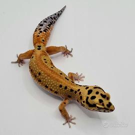 Geco leopardino