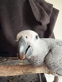 Cenerino