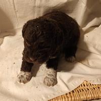 Cucciole Lagotto Romagnolo con PEDIGREE