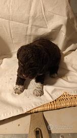Cucciole Lagotto Romagnolo con PEDIGREE