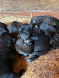 Cuccioli di cane corso