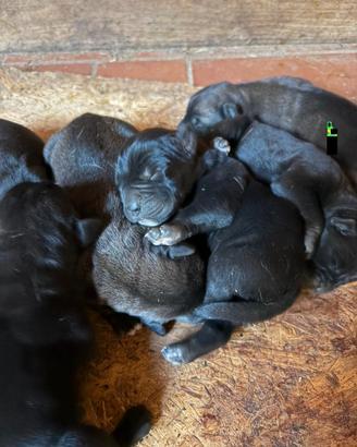 Cuccioli di cane corso