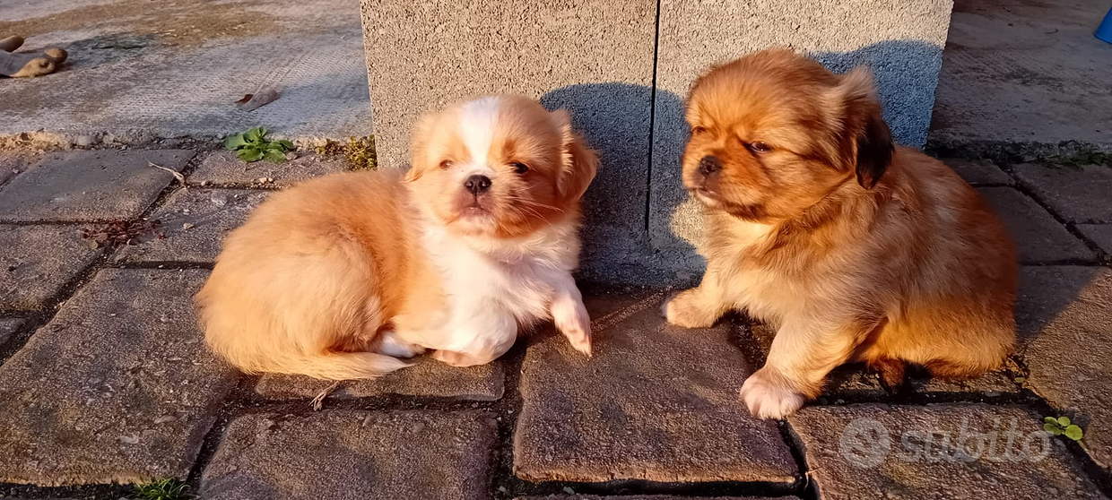 Tartufo per addestramento cani - Animali In vendita a Asti