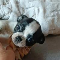 Chihuahua cucciola Pedigree ENCI