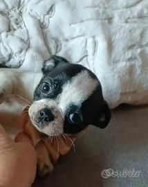 Chihuahua cucciola Pedigree ENCI