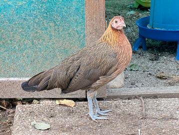 Coppia di Phoenix