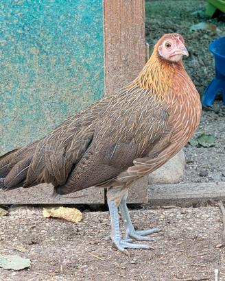 Coppia di Phoenix