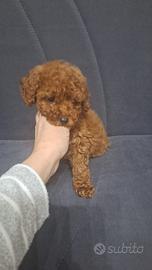 Cucciola Barboncino Toy