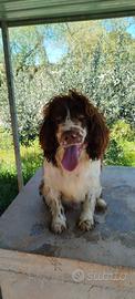 Springer spaniel