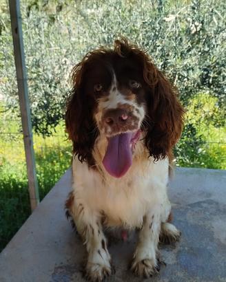 Springer spaniel