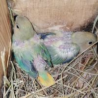 Pulli roseicollis multi mutazioni