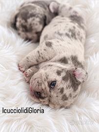 Bulldog francese merle occhi azzurri