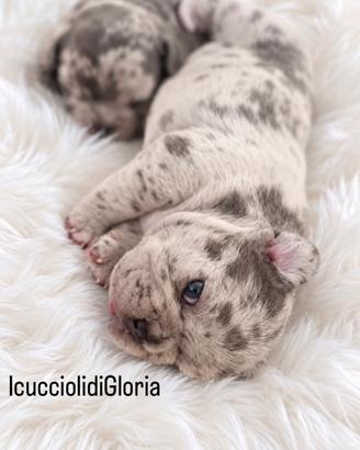 Bulldog francese merle occhi azzurri