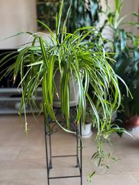 Pianta da appartamento Clorofito