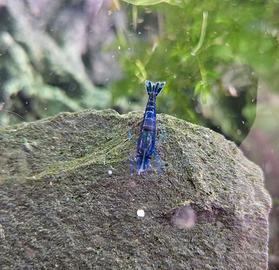 Neocaridine blue dream