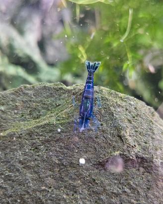 Neocaridine blue dream