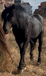 Cavallo derivato TPR