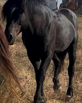 Cavallo derivato TPR