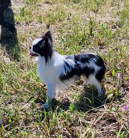 Chihuahua Maschio
