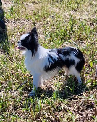 Chihuahua Maschio