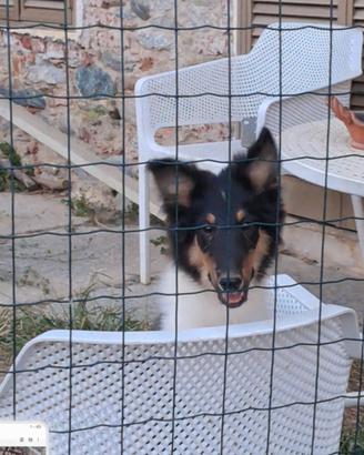 Cuccioli pastore scozzese tricolore
