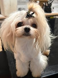 Cuccioli di maltese linea coreana taglia piccola
