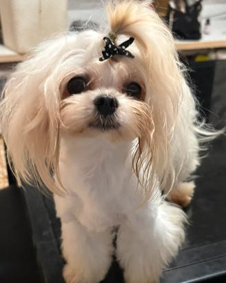 Cuccioli di maltese linea coreana taglia piccola