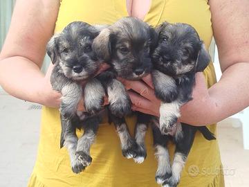 Cuccioli con pedigree per le esposizioni
