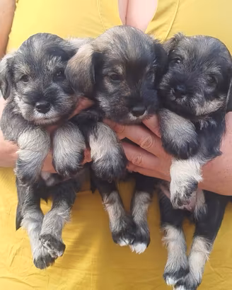 Cuccioli con pedigree per le esposizioni